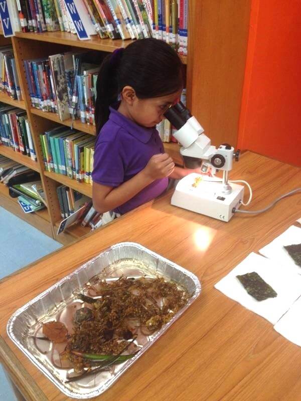 Student looking at seaweed in a microscope.