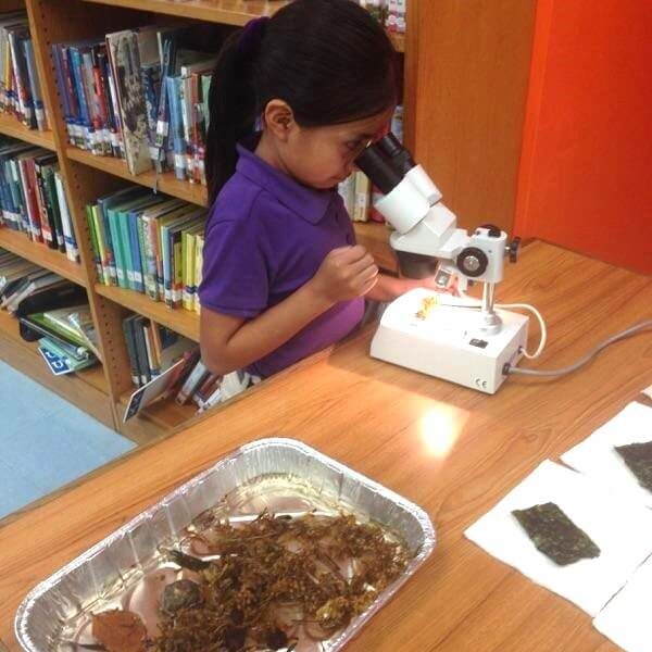 Student looking at seaweed in microscope in FFA program.